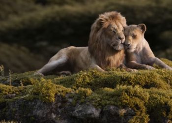 thelionking adultsimba nala rock