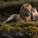 thelionking adultsimba nala rock