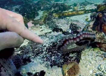 فيلم أستاذي الأخطبوط