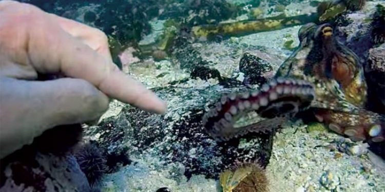 فيلم أستاذي الأخطبوط