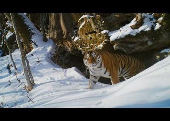 فيلم Frozen Planet