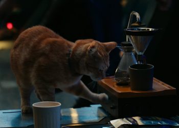 ٢٠٢٣١٠١٩ ٢١٤١٠٨