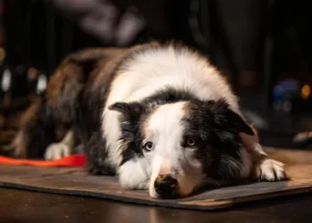 38890 الكلب ميسى