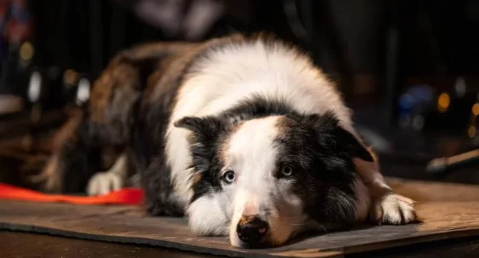 38890 الكلب ميسى