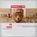 Paddington 2