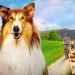 فيلم Lassie: A New Adventure