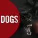فيلم The Dogs