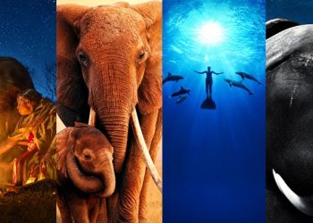 حقها في الحياة.. أفلام تبرز قضايا حماية «الحيوانات»
