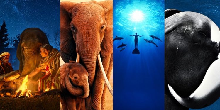 حقها في الحياة.. أفلام تبرز قضايا حماية «الحيوانات»