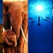 حقها في الحياة.. أفلام تبرز قضايا حماية «الحيوانات»
